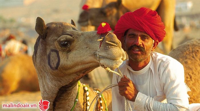 Lạc đà là người bạn thân đồng hành trong cuộc sống thường ngày của người dân Ấn