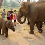 chiang-mai-elephant-sanctuary-evoflash-flickr