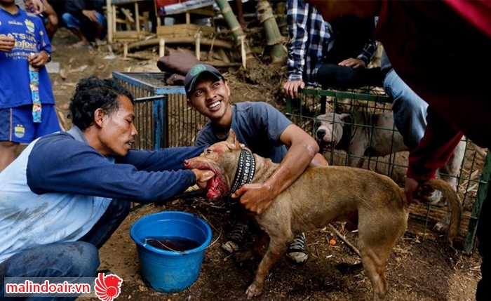 Cuộc thi "chó nhà trọi lợn rừng" của người Indonesia