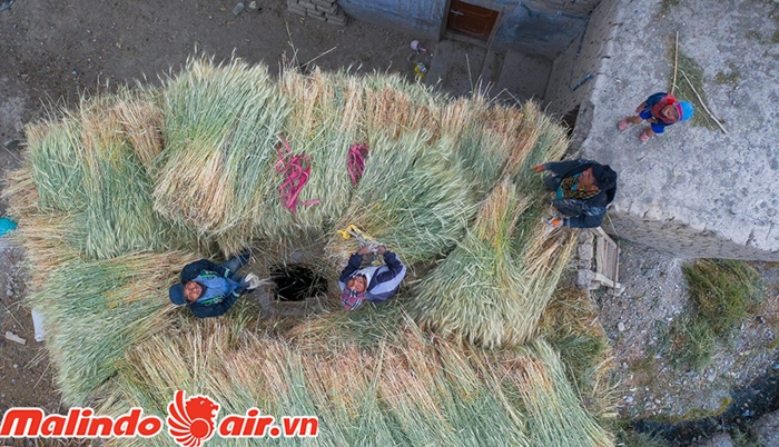 Lúa mạch là nông sản chính ở Ladakh
