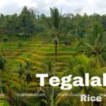 Làng Tegallalang Rice Terraces